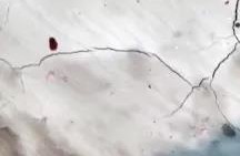 pp电子·模拟器(试玩游戏)官方网站